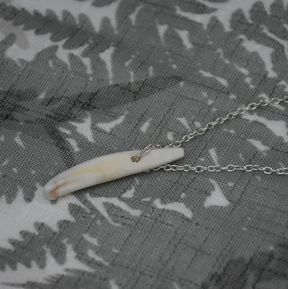 Halsband med en tand från vildsvin på en silvrig kedja. . Accessoarer.