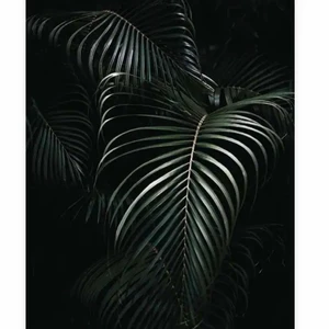 2 st poster från desenio - 50x70cm - Säljer dessa fina posters från desenio. Nypris 249kr/st. Säljes tsm för 250kr exklusive frakt. Annars 150kr st. Ramar ingår ej. 