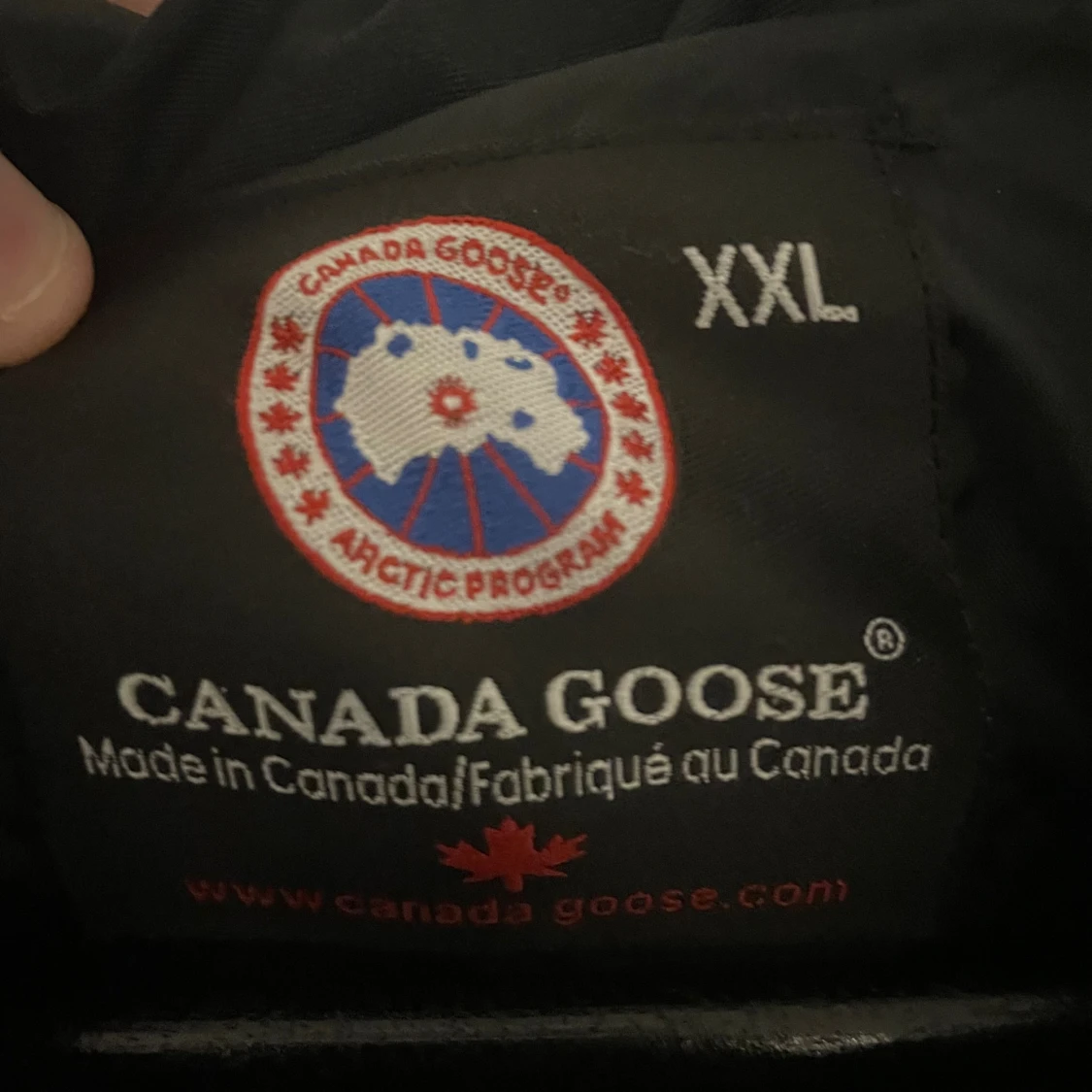 Canada goose - 1