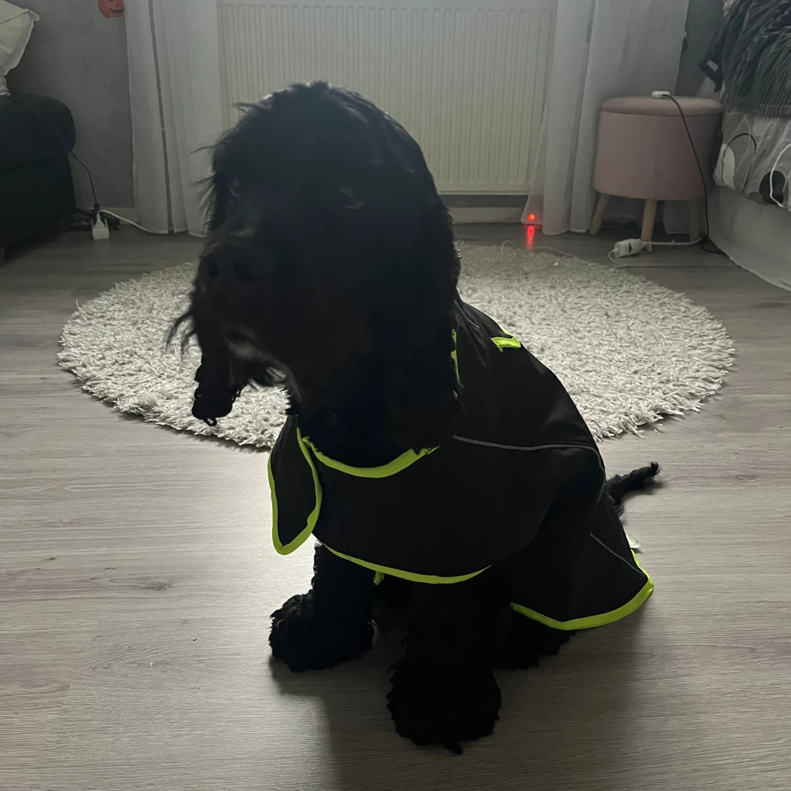 Svart regnjacka till hund från Pet Leisure - 3