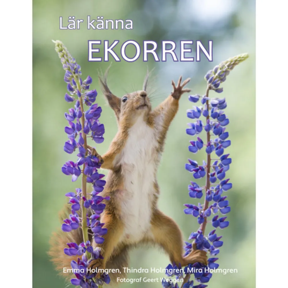 Ekorren är ett nyfiket litet djur som ibland kommer nära oss människor. Är du också nyfiken och vill veta mer om ekorren? Vad är det som ekorren gömmer uppe i träden? Hur många kottar kan en ekorre skala på en dag? Och varför gnager ekorren på gamla skelett?Lär känna ekorren är en färgglad och lättillgänglig liten faktabok för barn i låg- och mellanstadiet. Boken innehåller fantastiska bilder av naturfotograf Geert Weggen och är skriven av Emma Holmgren tillsammans med hennes barn Thindra och Mira. När vi ville läsa mer om ekorren så hittade vi ingen faktabok för barn, därför bestämde vi oss för att skriva en bok om ekorren tillsammans med mamma. Hoppas att ni gillar den och lär er något nytt om ekorren!Sagt om boken: 