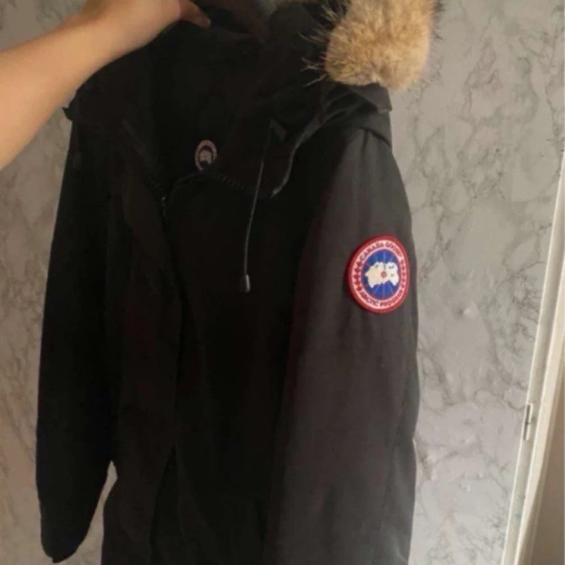canada goose - 90