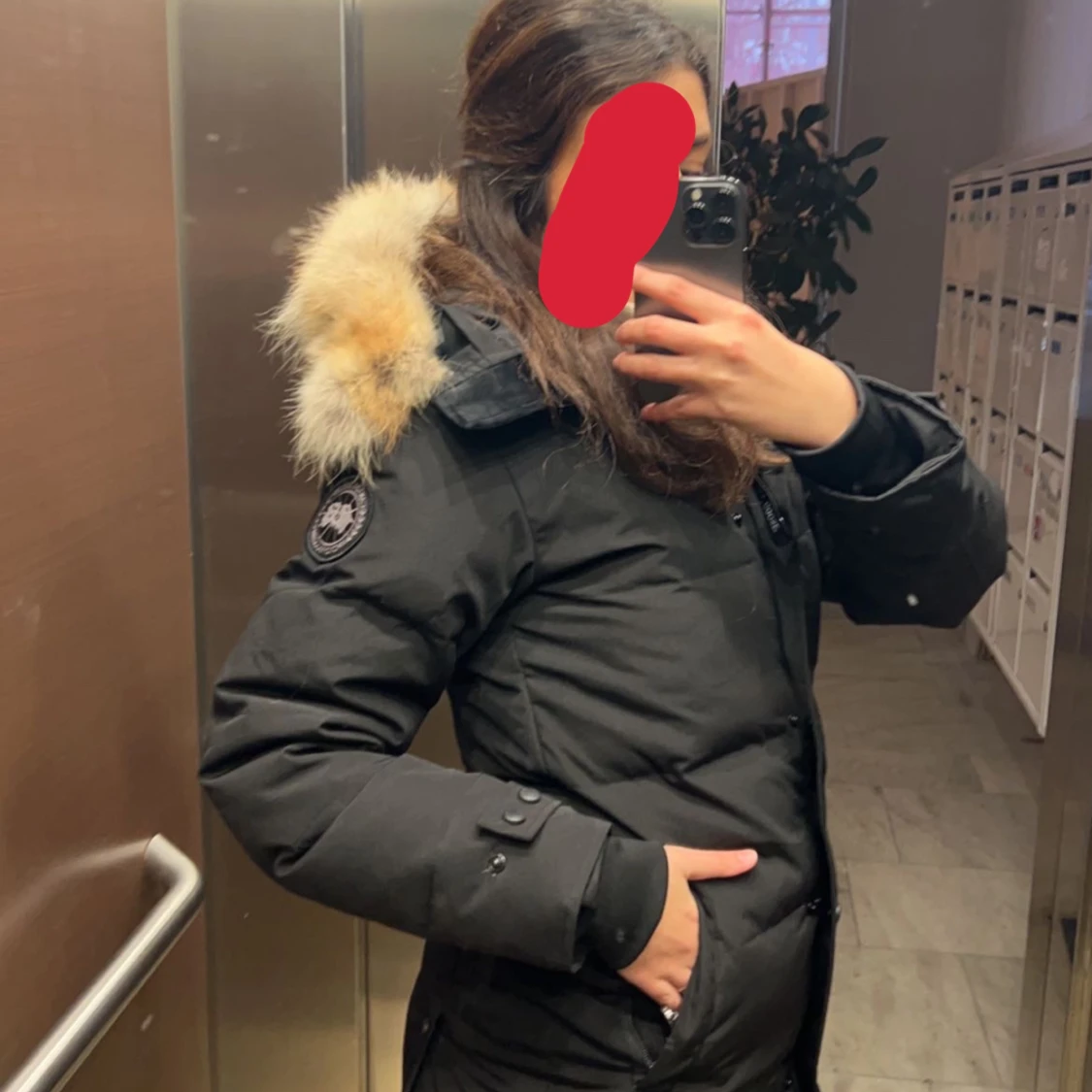 Canada goose - 91