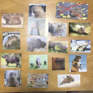 Bilder på super gulliga capibaras!1-2kr st, frakt 15 även trots hur många du köper. Skicka gärna bild på den du vill köpa! Finns i runt format och i fyrkantigt! Obs gåvor ingår även😊