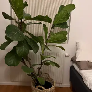 En fin växt vid namn fiolfikus på 150 cm. Kruka och det flätade ingår. Köpt från Plantagen för 1 år sedan för 2300 kr, mitt pris 1500 kr. Säljer pga för lite utrymme för den. 