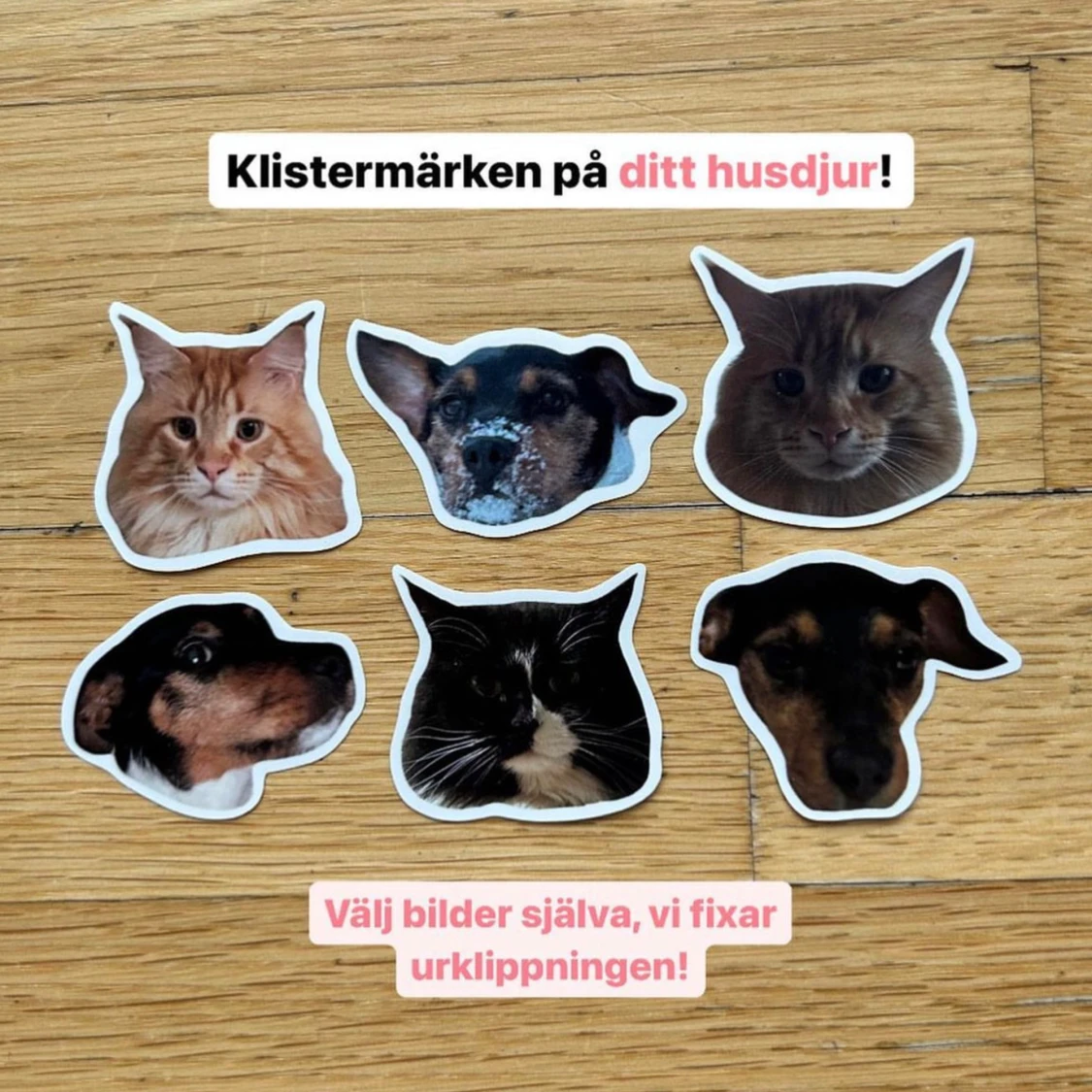 Husdjurs klistermärken 🍓 - 90