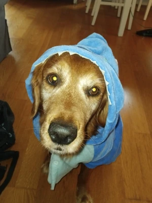 Söt stitch halloween dräkt för större hundar  - Jätte söt egenjord stitch dräkt för lite större hundar (bild exemplet är på en golden retriever). Har klippt ut den från en stitch dräkt så är lite orak i klippningen men man märker inte av det när dom har på sig den och har ett pitte litet håll där bak är super söt säger jag bara!💗🐶