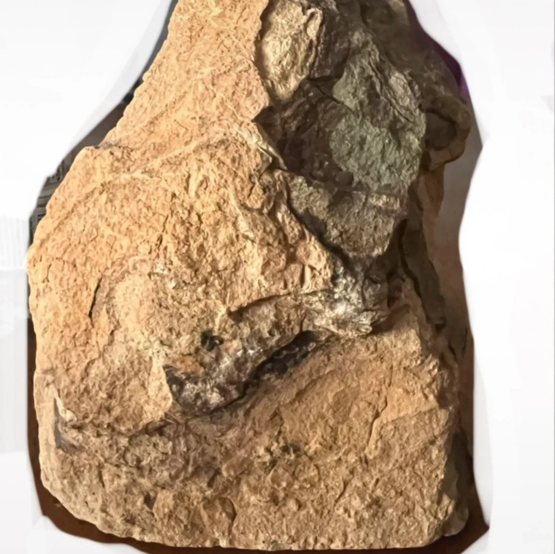 Natural Sculpture - 1