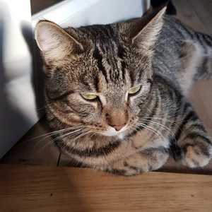 Katt  - En gullig katt mysig rolig busig och jag säljer han för jag är allergisk han heter nemo