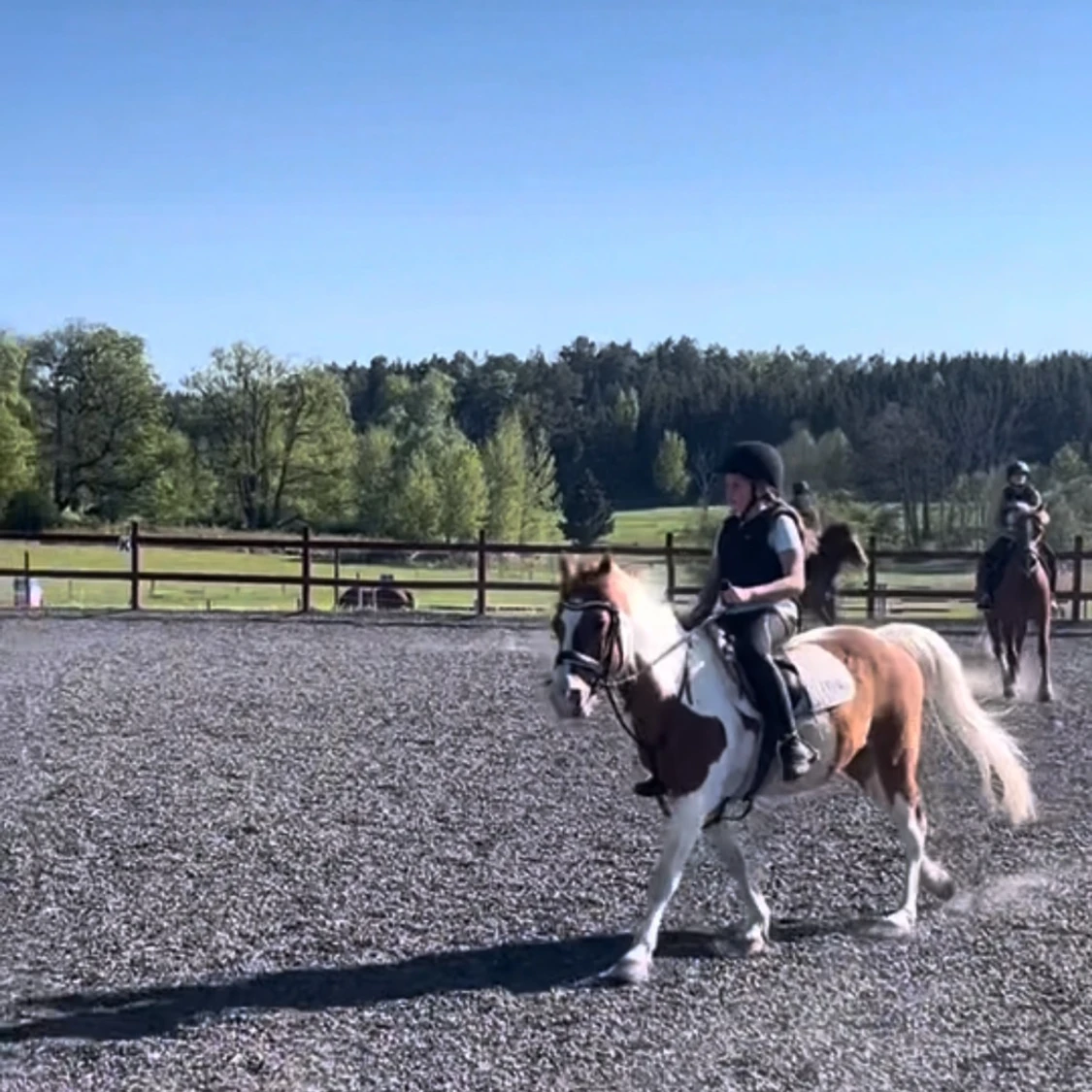  Söker Medryttarhäst - 90