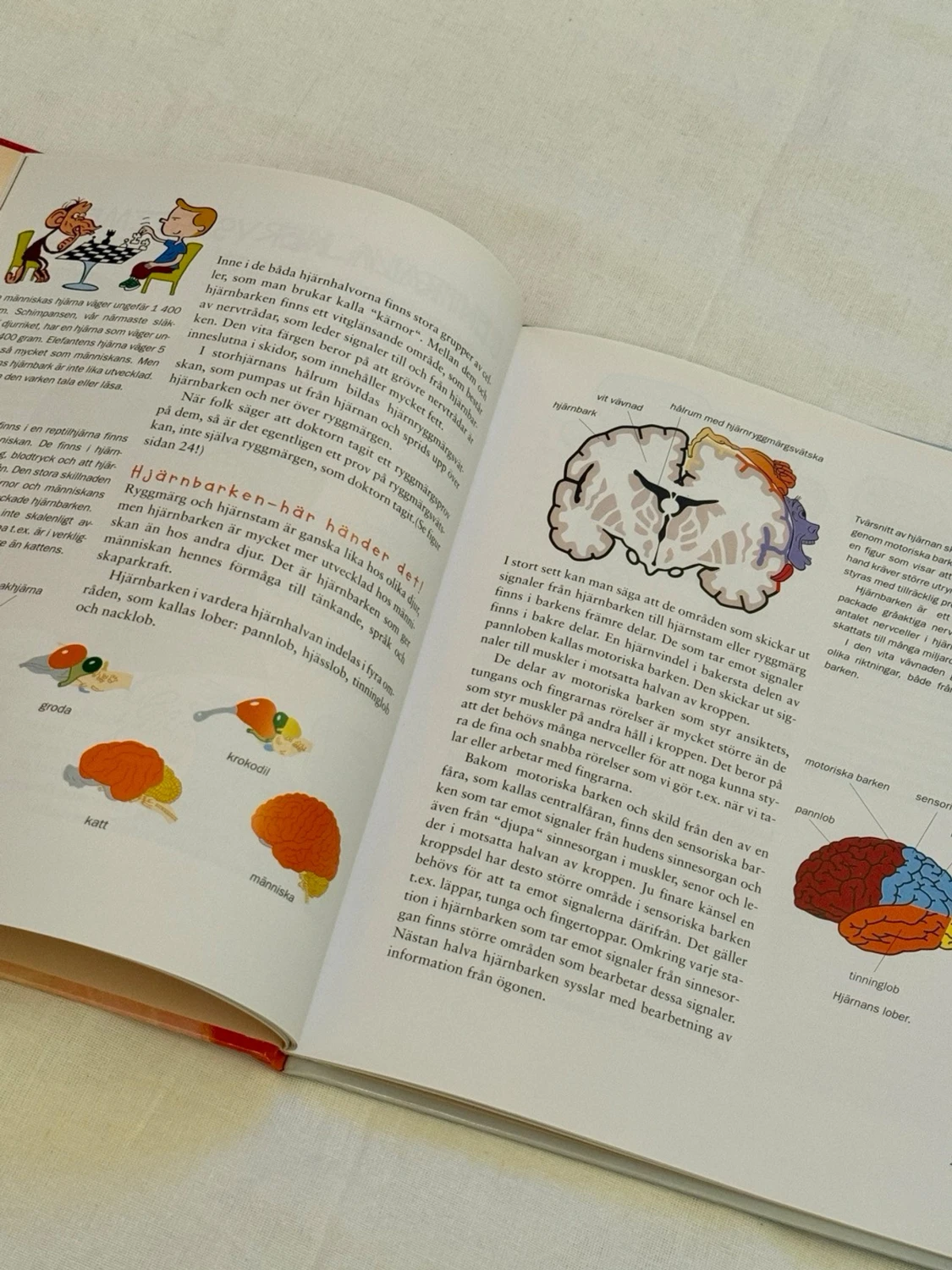 Barn bok: Din Fantastiska Hjärna - 2