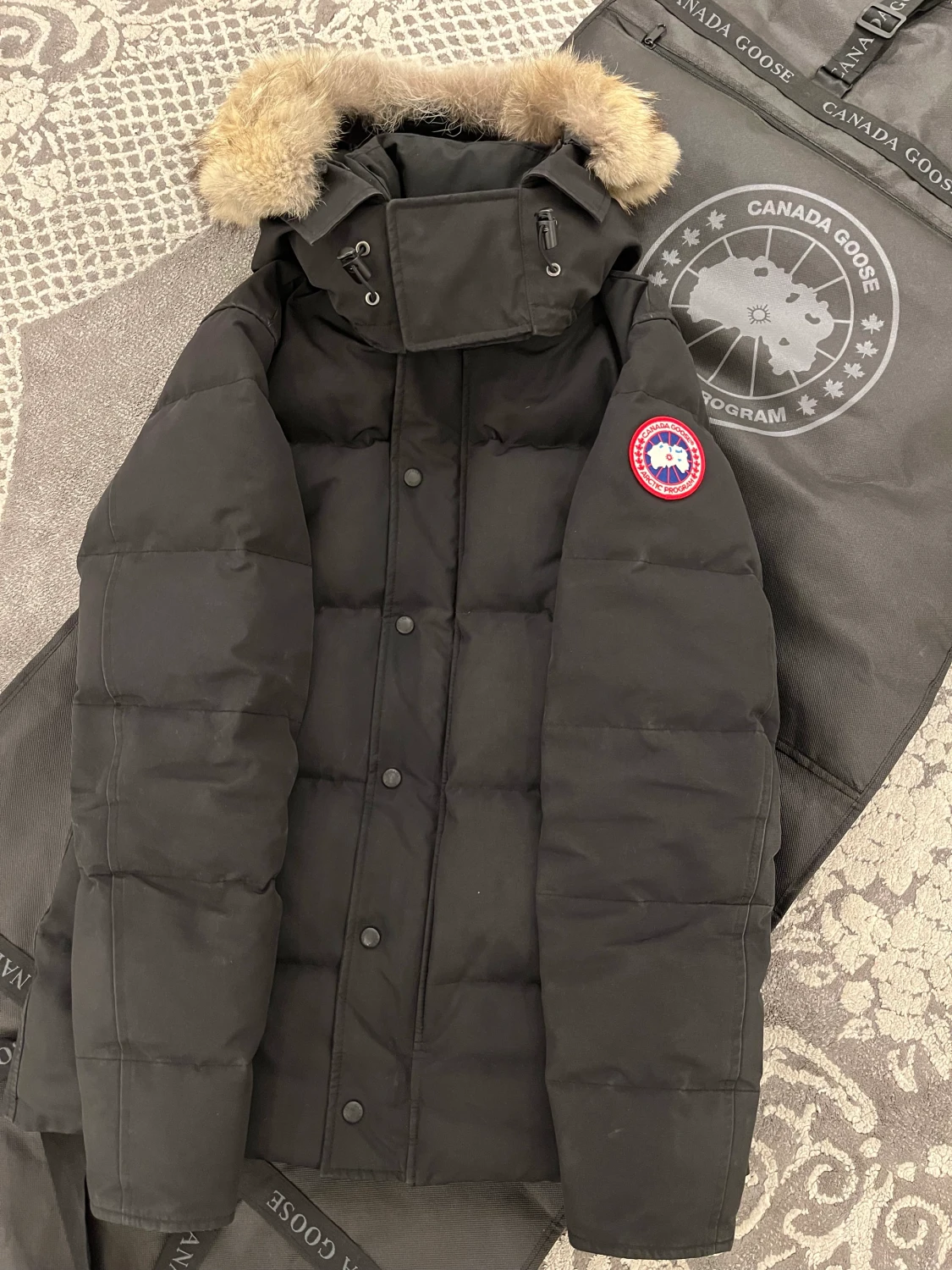 Canada goose 