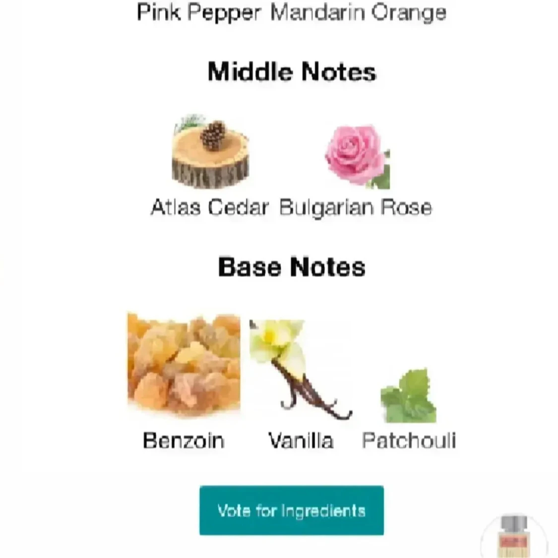 Moustache Rochas - 2