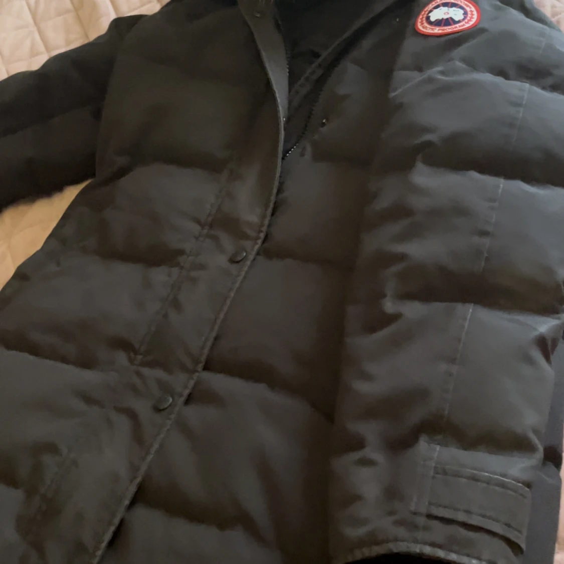 Canada goose - 90