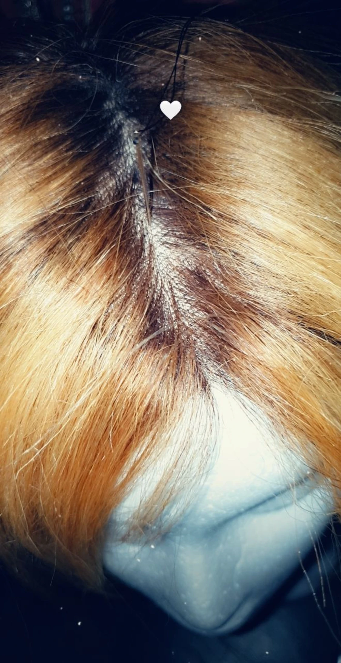 Äkta hår peruk 46 cm  - 90