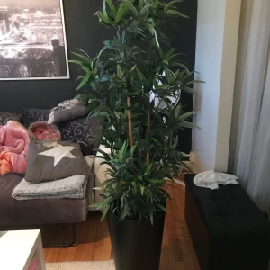 Jätte fin stor kortväxt  - Den är 180 cm lång ungefär! För 600 så ingår krukan men vill du bara ha växten är det 300 som gäller! Den är i fint skick, inga konstigheter 