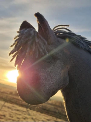 Grå käpphäst med garnman - Säljer en handgjord käpphäst i mjukt grått tyg med tjock man av grått garn. Hästen har tydliga öron och broderade detaljer som ger ett realistiskt uttryck. Perfekt för lekar och hobby horse-aktiviteter.