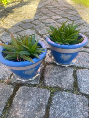 Två målade krukor med Alovera - Två mindre ler  krukor handmålade med blå bakgrund och motiv med hjärtan. Står på glas fat. Alovera växter är planterade i båda krukorna. 
