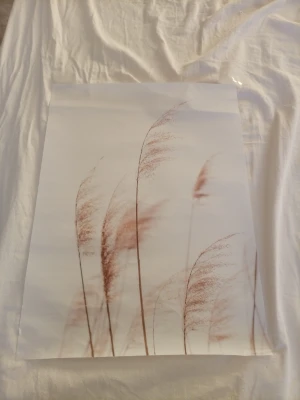 Poster med beige gräs på vit bakgrund - Säljer en stilren poster med motiv av beige och ljusbrunt gräs mot en vit bakgrund. Perfekt för att ge rummet en lugn och naturlig känsla. Tryckt på papper med matt finish och passar snyggt i ram. 30X40cm 