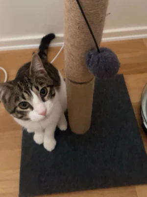 Klösbräda med boll för katt - En klösbräda för katt med en robust pelare i naturfärgad sisal och en fyrkantig bas i mörkgrått tyg. Upptill sitter en grå boll i snöre för lek. Perfekt för att katten ska kunna klösa och leka inomhus.