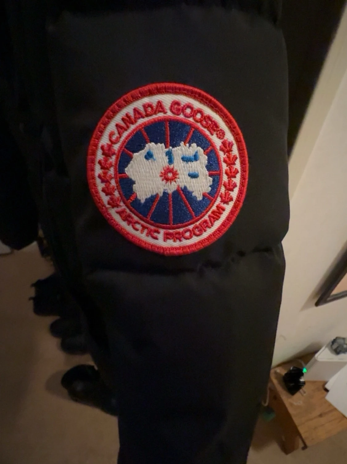 Canada goose  - 2