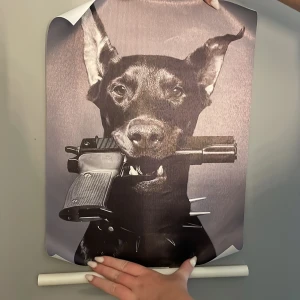 Tavla/affisch utan ram - Coolt omslag med en svart hund som bär en pistol i munnen och har ett spikigt halsband. Perfekt för dig som gillar edgy och unika motiv! Svartvitt foto med stark attityd, passar dig som vill sticka ut. Helt ny!