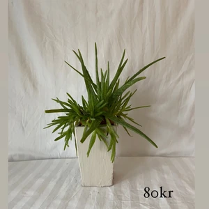 Kruka i beige färg 🤍 - Hej allihopa!✨ Vi är ett uf-företag som köper in inredningsdetaljer second hand för att göra om dom till en ny, modern produkt 🤍  Vi bidrar till en bättre miljö samtidigt som vi ger dig den där extra känslan i hemmet ✨🤍 frakt tillkommer.