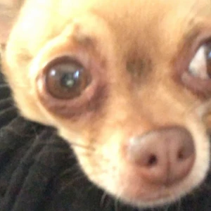 super snygg hund - hund