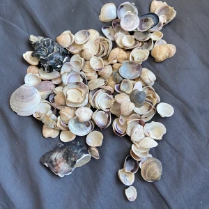 Egenplockqdr snäckor från Italien - Skriv vid intresse