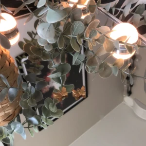 Fjärilar🫶🏻 - Så gulliga🫶🏻😍