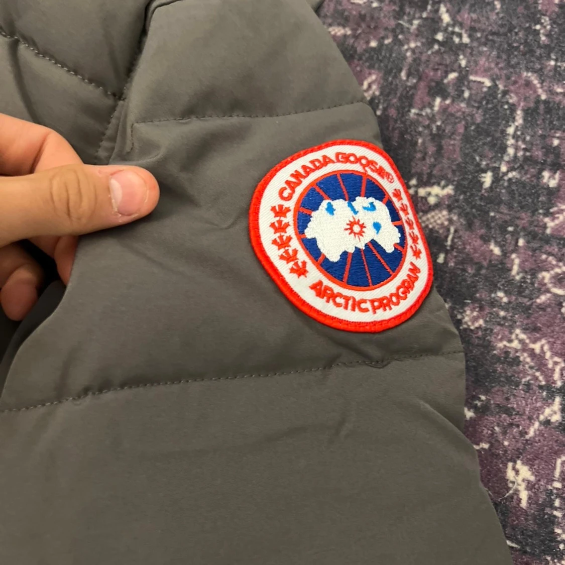 Grå canada goose - 1