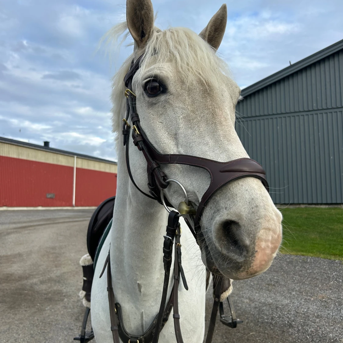 Brunt dyón träns tillsalu - 1