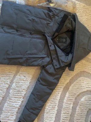 Canada goose  - Canada goose