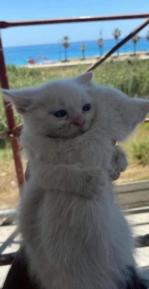 Utskriven bild på två katter som kramas - Utskriven bild på två katter som kramas, perfekt för er som är tillsammans.