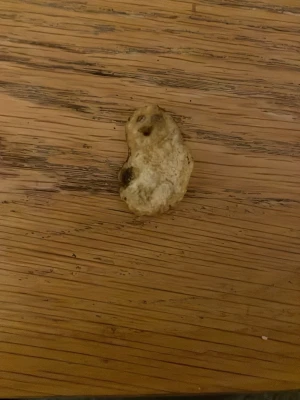 Chips med ansikte - En liten, ljusbrunt chips med oregelbunden form och några mörkare fläckar.  Den har ett ansikte. Perfekt för dig som samlar på ovanliga naturföremål eller vill ha något speciellt till dekoration eller pyssel den är god