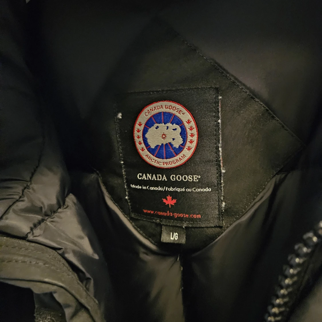 Canada goose  - 91