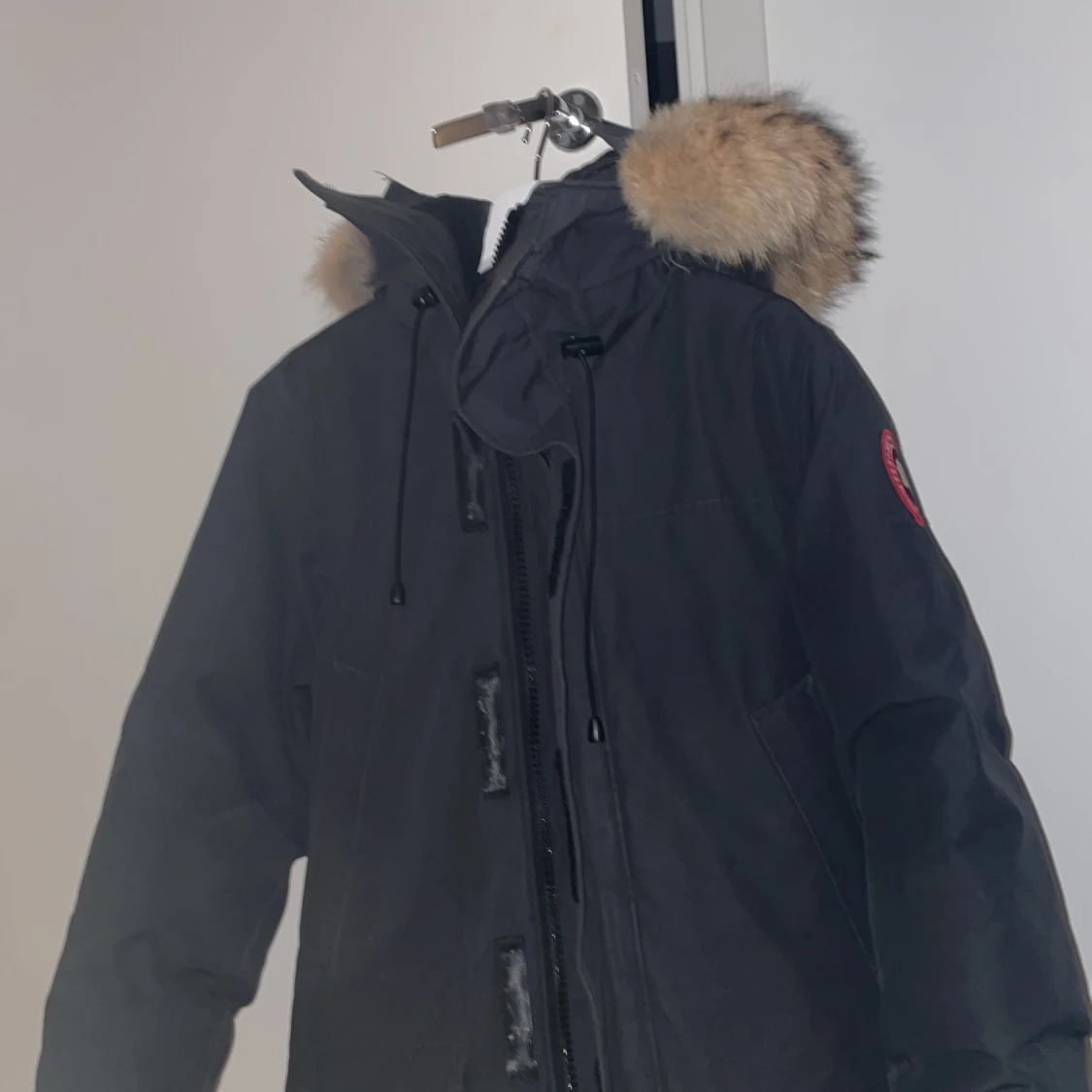 Canada goose - 90