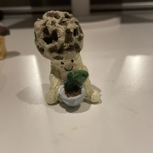 Murkla - Hemmagjord murkelsvamp med planta