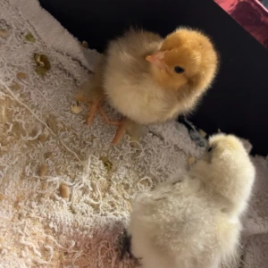 Kycklingar, nyfödda kycklingar - Hej, Jag säljer två nyfödda kycklingar. Den ena är gul och andra är ljusbrun. På köpet ingår även ett paket där kycklingarna kan vara i. Om du är intresserad, vänligen skriv ett meddelande så kan vi diskutera detaljer.