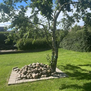 112 år gammalt äppelträd träd - Har aldrig blivit använd