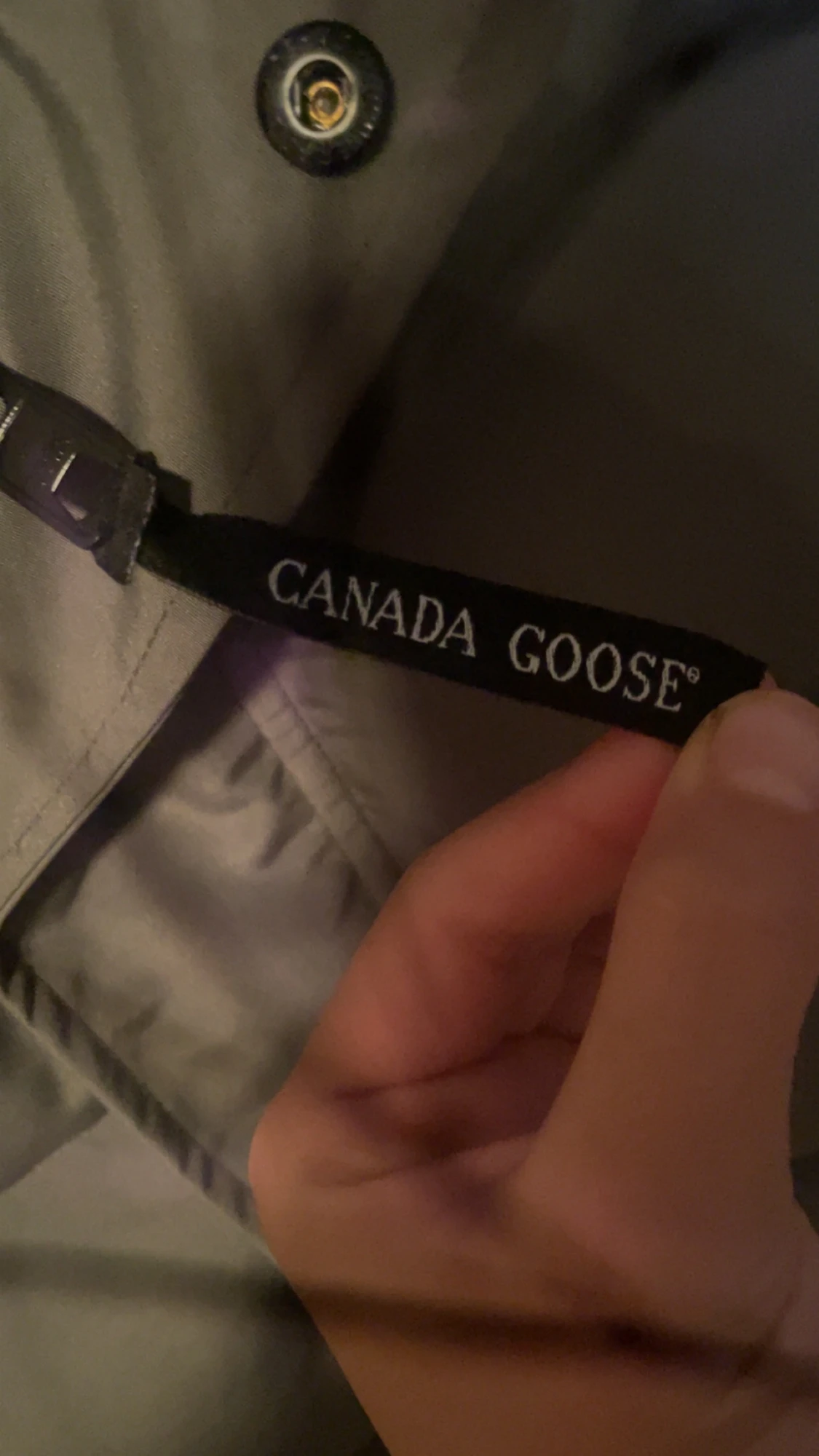 Canada goose - 2