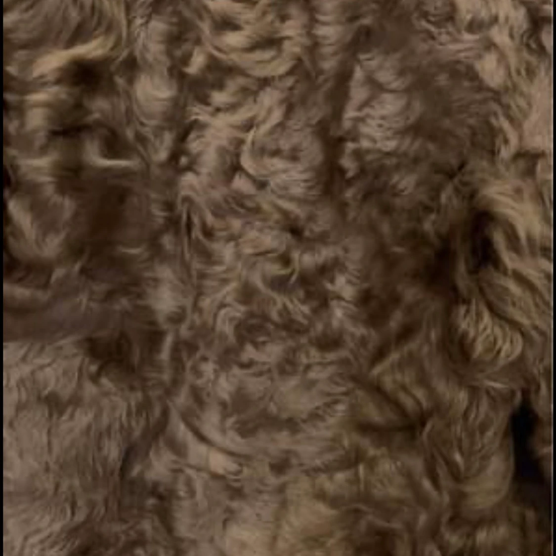 Mango äkta pälls - 91