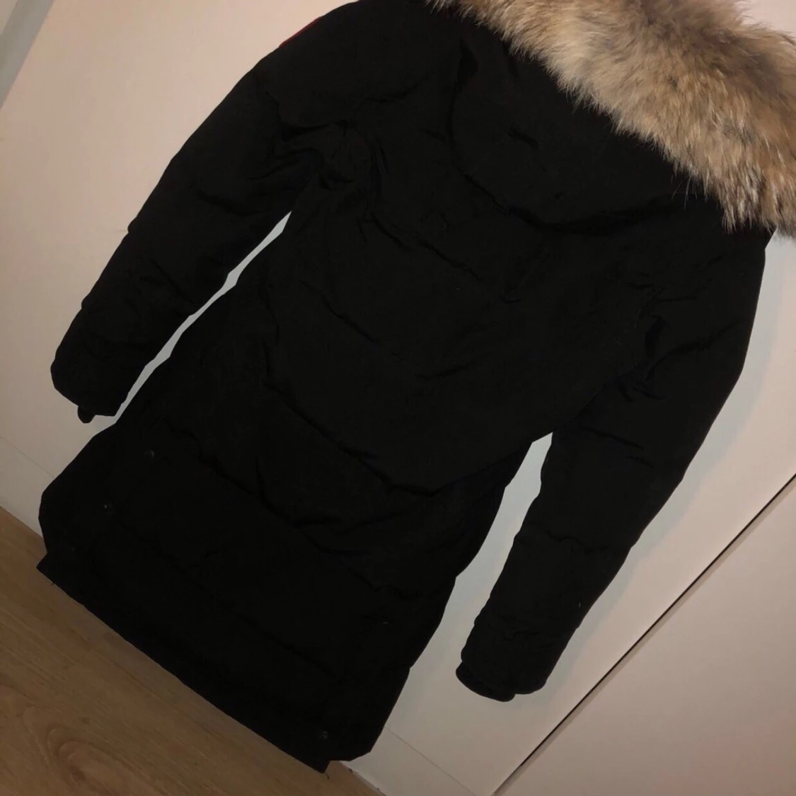 Canada goose  - 90