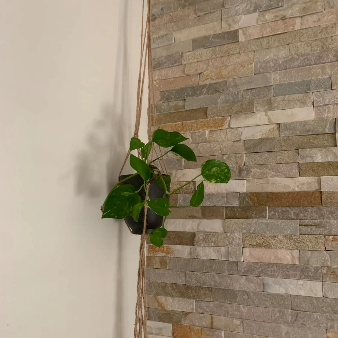 Brun ampel / växthängare snygg inrednings detalj . Perfekt att hänga i fönster eller vägg .  - 2