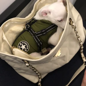 Hundväska  - Säljer denna Hundväska ( inte hunden ) mjuk och mysig innuti har varit en favorit till päls hundvännen ❤️annvänt skick då hunden gnagit  i den när han var valp 🙂