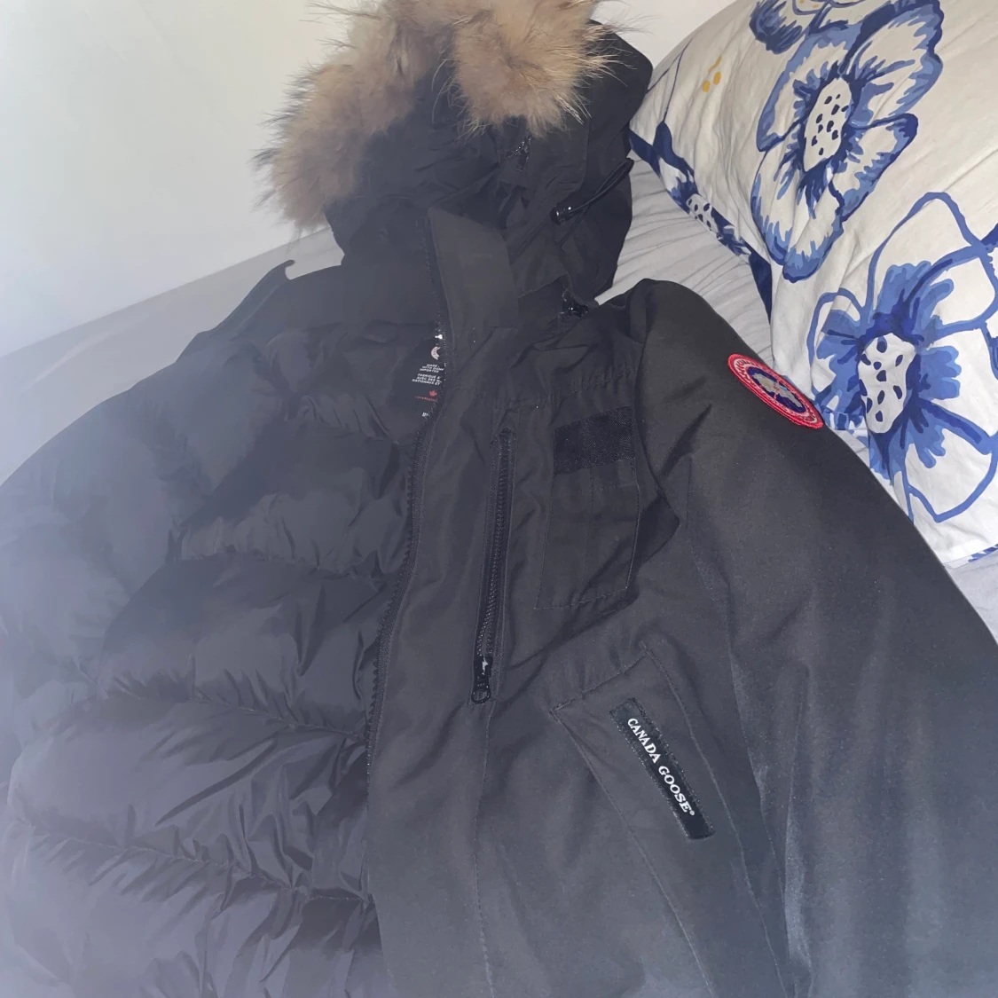 Canada goose - 91