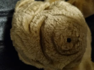 Bulldog - Mycket bra skick att gosa med, kontakt om ni är intresserade.