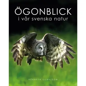 Vår svenska natur är en stor tillgång för oss alla, med sin rika variation och sin tillgänglighet. Vi är många som trivs med att vistas i naturen och mår bra av att få uppleva dess storslagenhet. Men mycket av det som händer där ute missar vi, antingen för att vi inte kommer tillräckligt nära eller också för att vi helt enkelt inte ser vad som sker. Som kattugglan som kamouflerar sig så väl mot trädet det sitter i att vi missar den trots att vi passerar helt nära.I den här boken får du dela en naturfotografs fascinerande upplevelser och fina ögonblick i vår svenska natur. Storslagna fotografier varvat med personliga betraktelser och gedigen kunskap. Nyfikna, lekande rävungar, tranor i morgonljus, skärgårdsmiljö och fjällnatur. Du får blicka ut över ängar och hav samt stifta bekantskap med såväl fåglar och insekter som växter och rovdjur.Kenneth Olausson är bosatt i Stockholms skärgård och vistas även i övriga delar av Sverige, framför allt i Jämtland och Västmanland. Med bakgrund som entreprenör inom musik, kultur, forskning samt idrott och hälsa bestämde han sig för några år sedan att ägna mer tid åt sitt naturintresse. Numera arbetar han heltid som naturfotograf samt med naturrelaterade uppgifter, som att inventera fågel och rovdjur.     Format Inbunden   Omfång 125 sidor   Språk Svenska   Förlag Notfabriken   Utgivningsdatum 2018-09-17   Medverkande Birgitta Sacilotto   ISBN 9789188181626  