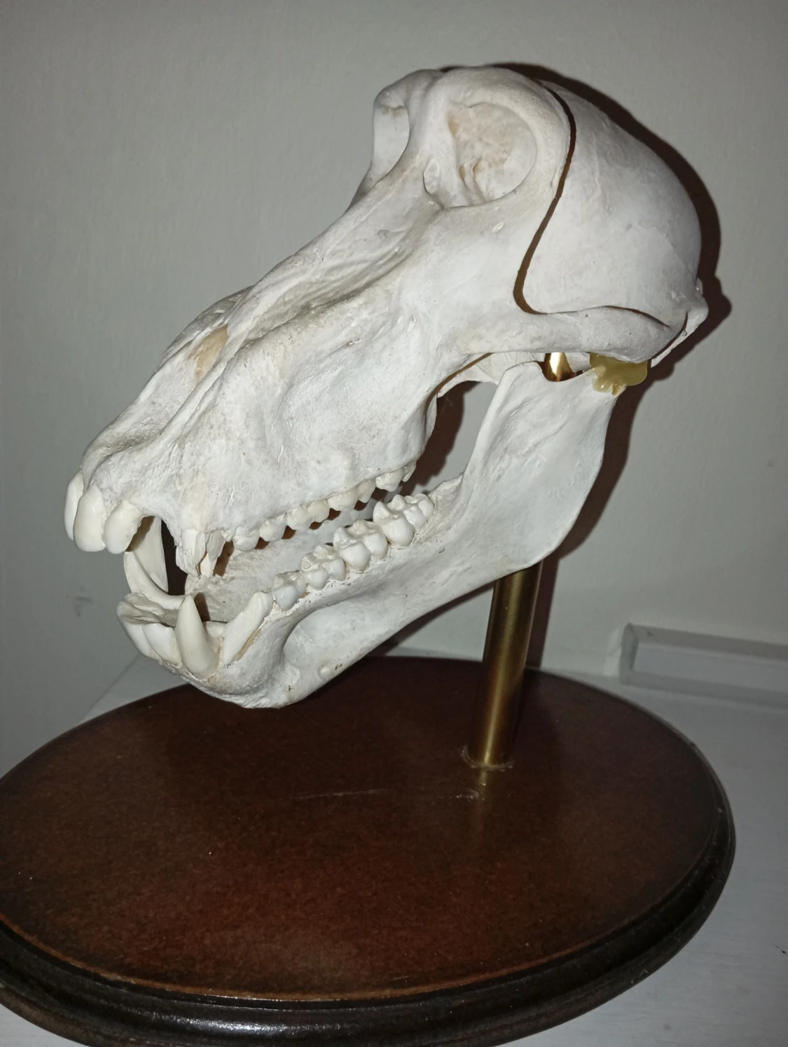 Jakttrofé Anubisbabian på träfot.  - 2