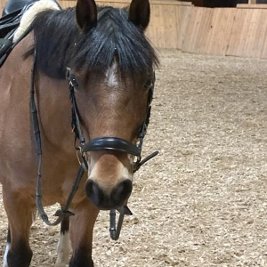 Svart ridhjälm med matt finish - Snyggt träns från hs som är svart med panband med oranga stenar 